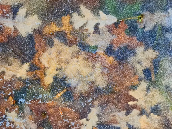 Framed Print : Canada, Manitoba, Winnipeg. Autumn leaves frozen in ice