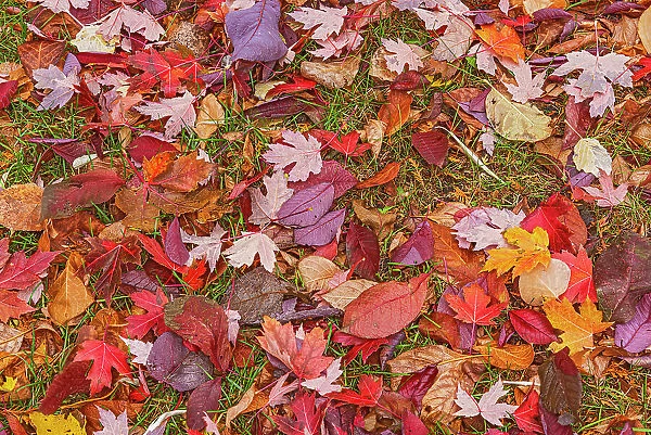 Canada, Manitoba, Winnipeg. Autumn maple leaves on ground