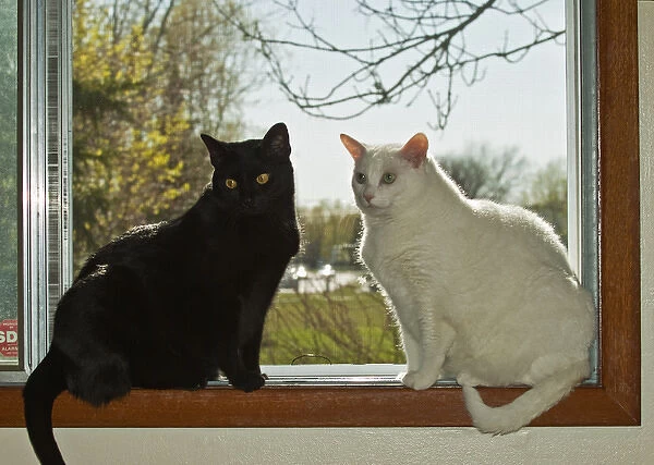 Canada, Manitoba, Winnipeg. Black and white house cats on window ledge. Credit as