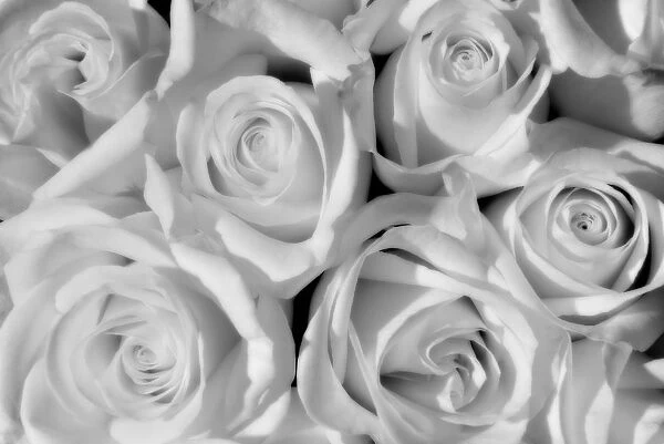 Canada, Manitoba, Winnipeg. Black and white of white roses
