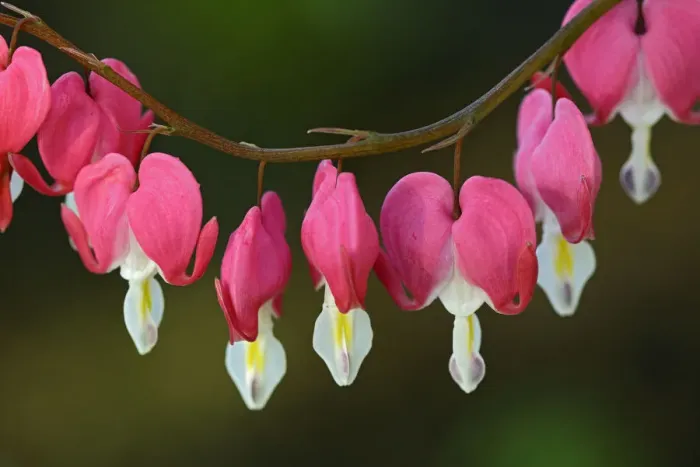 Framed Print : Canada, Manitoba, Winnipeg. Bleeding heart flowers Framed Print : Canada, Manitoba, Winnipeg. Bleeding heart flowers