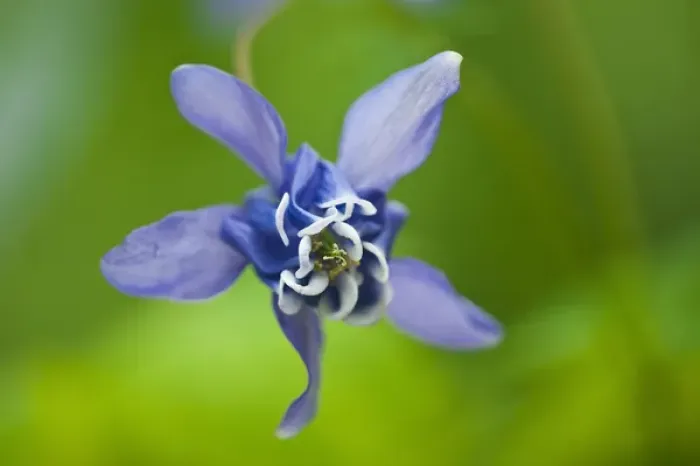 Framed Print : Canada, Manitoba, Winnipeg. Blue columbine flower Framed Print : Canada, Manitoba, Winnipeg. Blue columbine flower