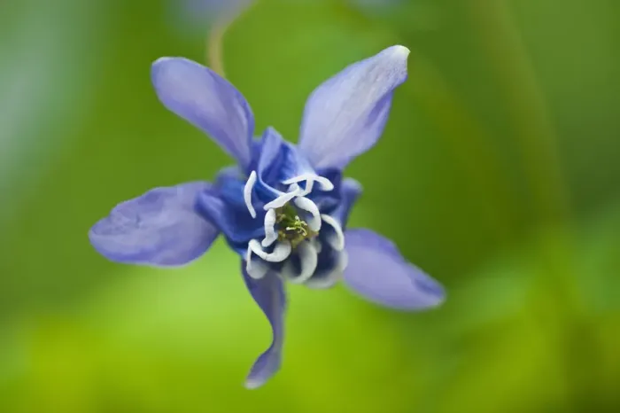 Framed Print : Canada, Manitoba, Winnipeg. Blue columbine flower close-up