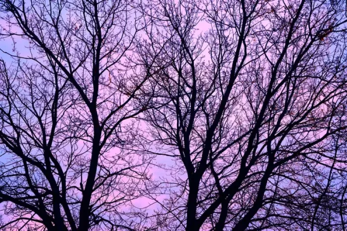 Framed Print : Canada, Manitoba, Winnipeg. Branches of a sliver maple at sunrise