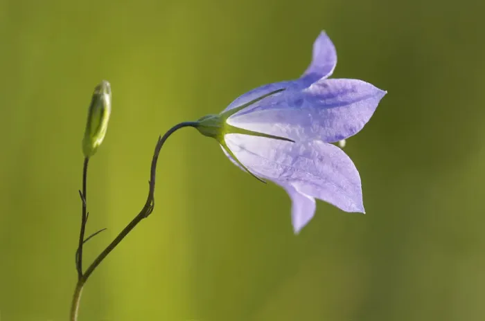 Framed Print : Canada, Manitoba, Winnipeg. Close-up of harebells blossom Framed Print : Canada, Manitoba, Winnipeg. Close-up of harebells blossom