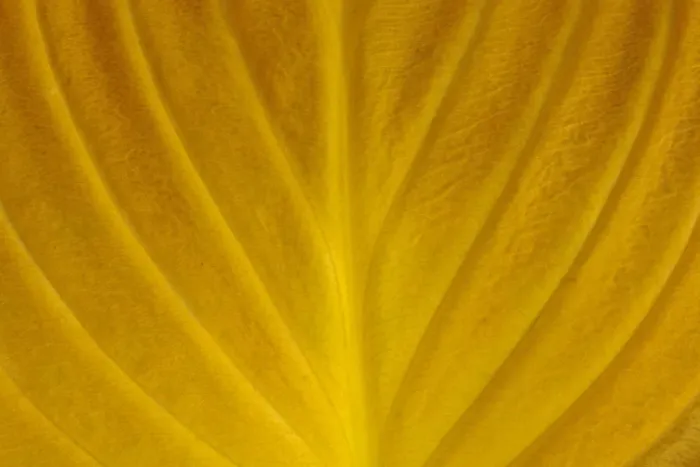 Framed Print : Canada, Manitoba, Winnipeg. Close-up of hosta leaf in autumn Framed Print : Canada, Manitoba, Winnipeg. Close-up of hosta leaf in autumn