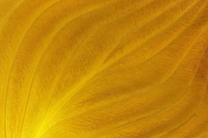 Framed Print : Canada, Manitoba, Winnipeg. Close-up of hosta leaf in autumn