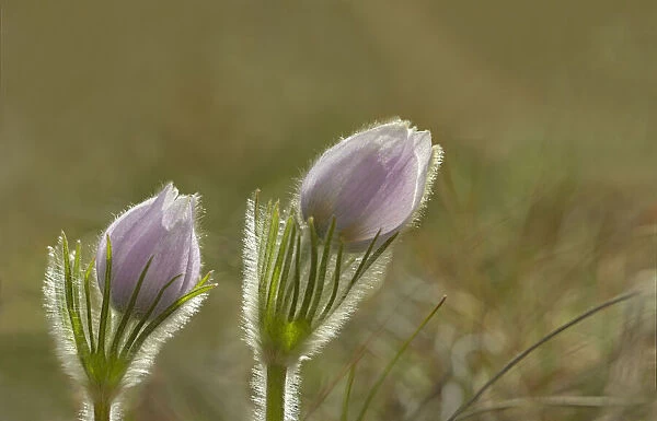 Canada, Manitoba, Winnipeg. Close-up of prairie crocus flowers