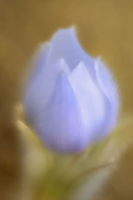 Framed Print : Canada, Manitoba, Winnipeg. Close-up of prairie crocus flower Framed Print : Canada, Manitoba, Winnipeg. Close-up of prairie crocus flower