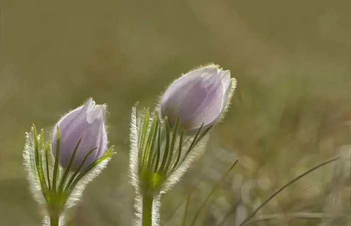 Framed Print : Canada, Manitoba, Winnipeg. Close-up of prairie crocus flowers