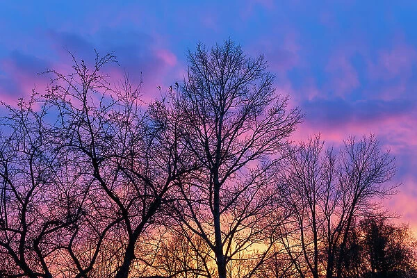 Canada, Manitoba, Winnipeg. Clouds and silhouetted trees at sunset