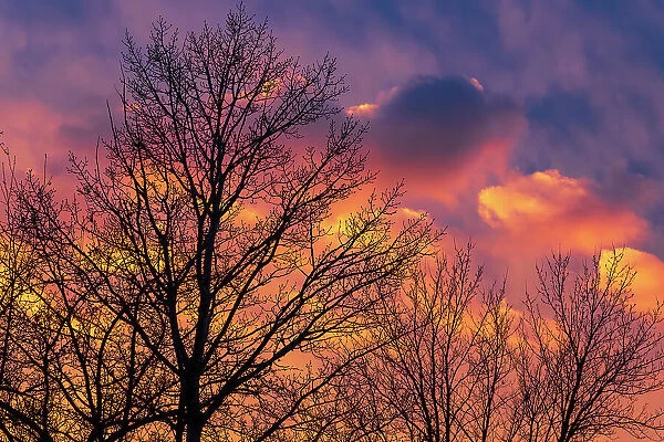 Canada, Manitoba, Winnipeg. Clouds and silhouetted trees at sunset