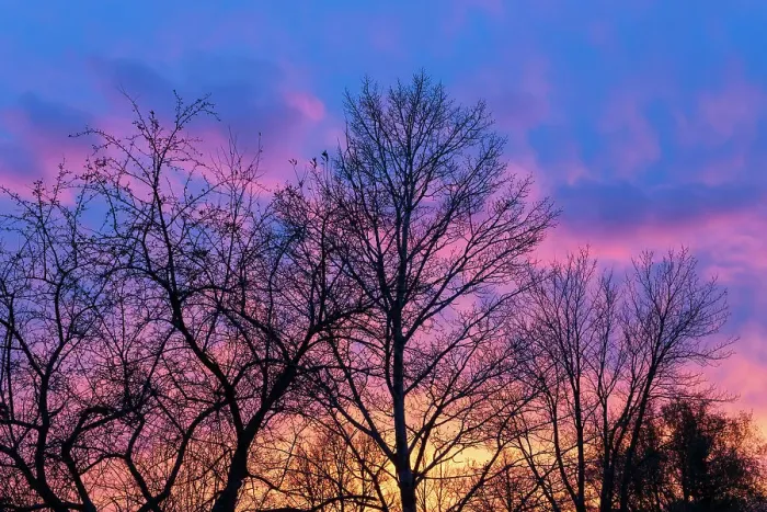 Framed Print : Canada, Manitoba, Winnipeg. Clouds and silhouetted trees at sunset