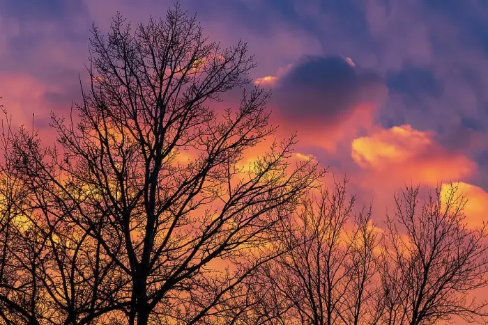 Framed Print : Canada, Manitoba, Winnipeg. Clouds and silhouetted trees at sunset