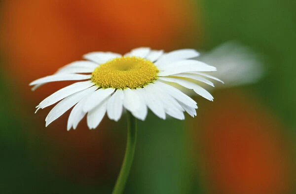 Canada, Manitoba, Winnipeg. Common daisy flower close-up