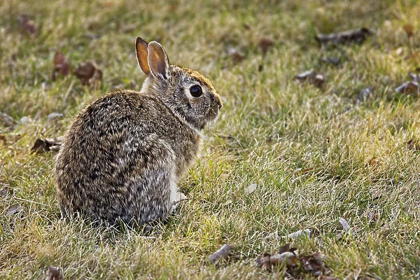 Canada, Manitoba, Winnipeg. Cottontail rabbit on lawn