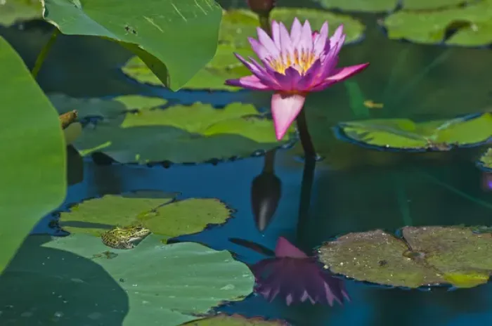 Framed Print : Canada, Manitoba, Winnipeg. Frog on lily pad with blossom