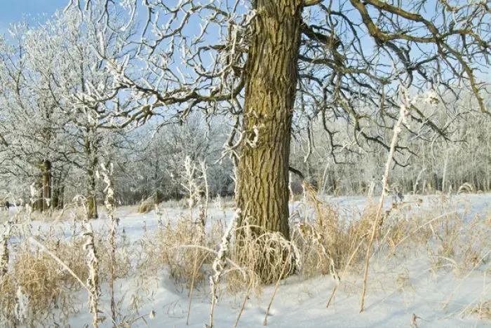 Framed Print : Canada, Manitoba, Winnipeg. Hoarfrost at edge of Seine River Forest