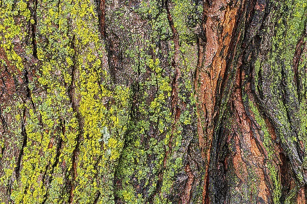 Canada, Manitoba, Winnipeg. Lichens on maple tree