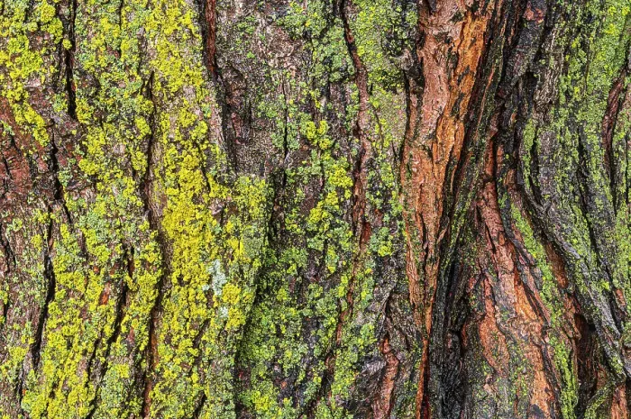 Framed Print : Canada, Manitoba, Winnipeg. Lichens on maple tree Framed Print : Canada, Manitoba, Winnipeg. Lichens on maple tree