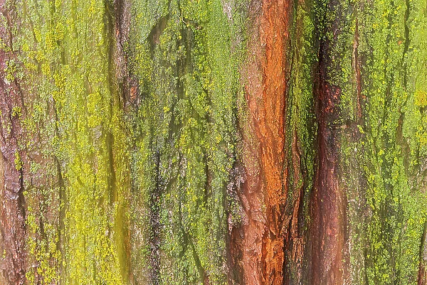 Canada, Manitoba, Winnipeg. Lichens on maple tree