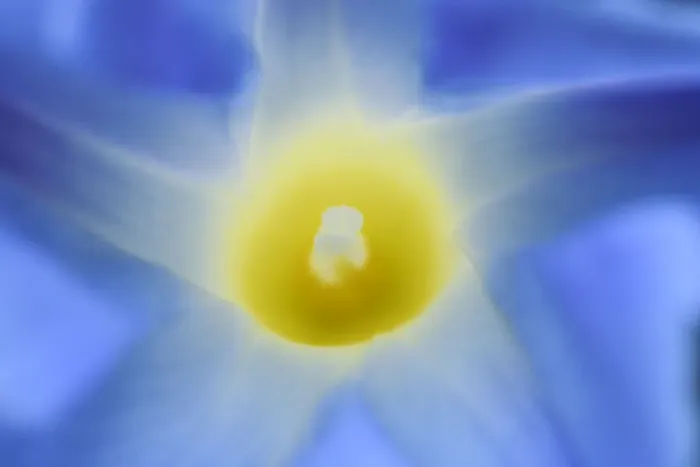 Framed Print : Canada, Manitoba, Winnipeg. Morning glory blossom close-up