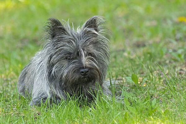 Canada, Manitoba, Winnipeg. Pedigree Cairn terrier female close-up