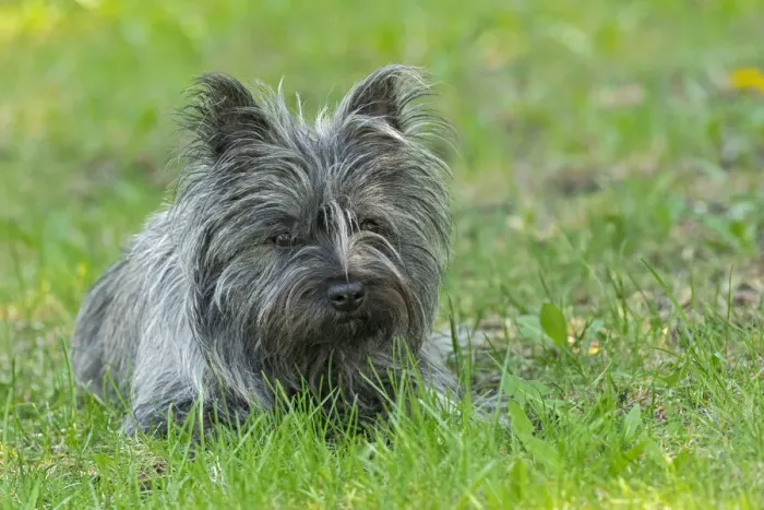 Framed Print : Canada, Manitoba, Winnipeg. Pedigree Cairn terrier female close-up Framed Print : Canada, Manitoba, Winnipeg. Pedigree Cairn terrier female close-up