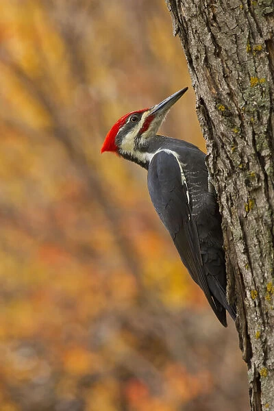 Canada, Manitoba, Winnipeg. Pileated woodpecker on maple tree