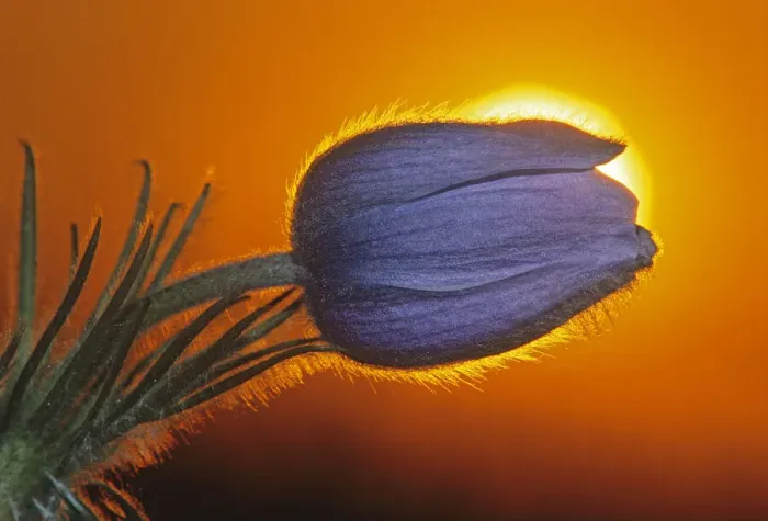Framed Print : Canada, Manitoba, Winnipeg. Prairie crocus backlit at sunrise Framed Print : Canada, Manitoba, Winnipeg. Prairie crocus backlit at sunrise