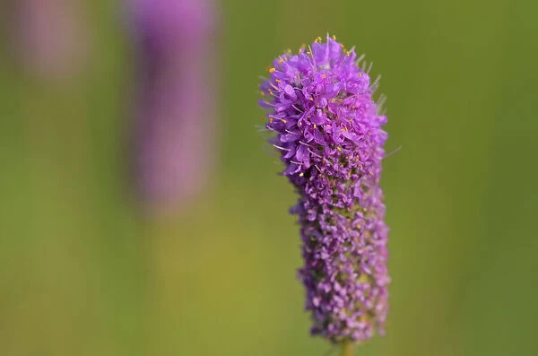 Canada, Manitoba, Winnipeg. Purple prairie clover close-up