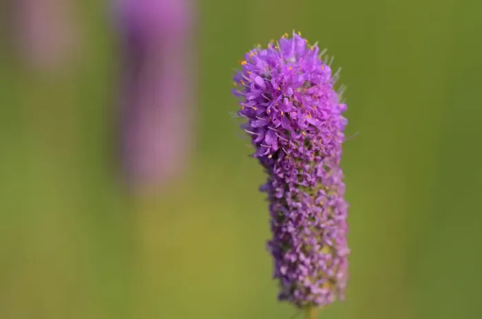 Framed Print : Canada, Manitoba, Winnipeg. Purple prairie clover close-up Framed Print : Canada, Manitoba, Winnipeg. Purple prairie clover close-up