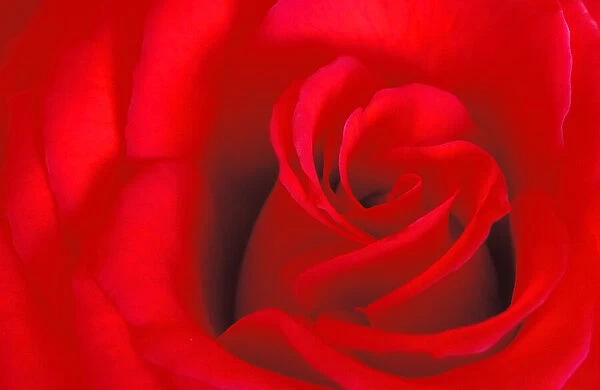 Canada, Manitoba, Winnipeg. Detail of red rose