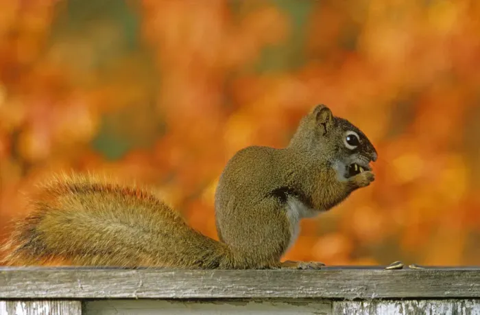Framed Print : Canada, Manitoba, Winnipeg. Red squirrel close-up Framed Print : Canada, Manitoba, Winnipeg. Red squirrel close-up