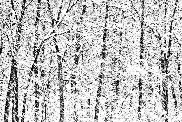 Framed Print : Canada, Manitoba, Winnipeg. Snowstorm in Seine River forest Framed Print : Canada, Manitoba, Winnipeg. Snowstorm in Seine River forest