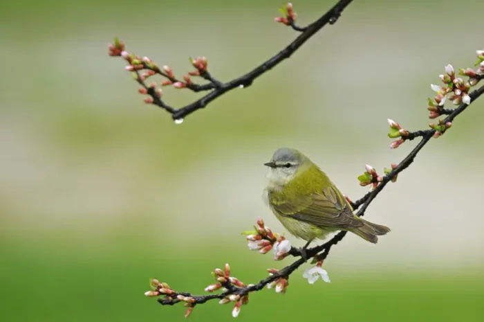 Framed Print : Canada, Manitoba, Winnipeg. Tennessee warbler in Nanking cherry shrub. Credit as