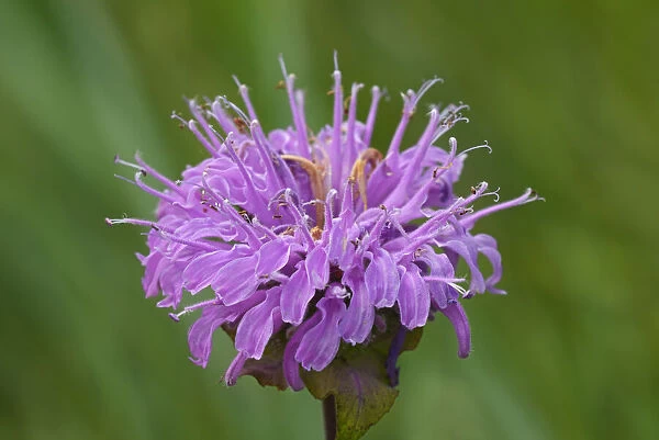 Canada, Manitoba, Winnipeg. Wild bergamot flower close-up