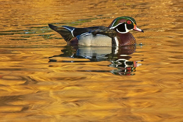 Canada, Manitoba, Winnipeg. Wood duck male in water