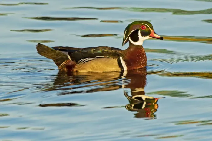 Framed Print : Canada, Manitoba, Winnipeg. Wood duck male in water Framed Print : Canada, Manitoba, Winnipeg. Wood duck male in water