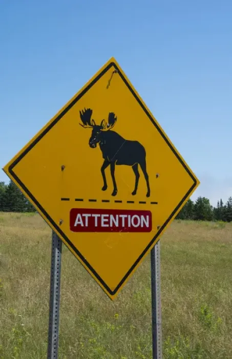 Framed Print : Canada near St Martins New Brunswick Moose Crossing on Trans Canada Highway #1 Framed Print : Canada near St Martins New Brunswick Moose Crossing on Trans Canada Highway #1