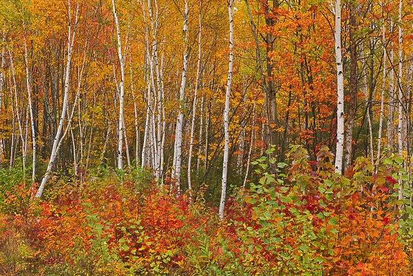 Canada, New Brunswick, Gagetown. Acadian forest in autumn foliage