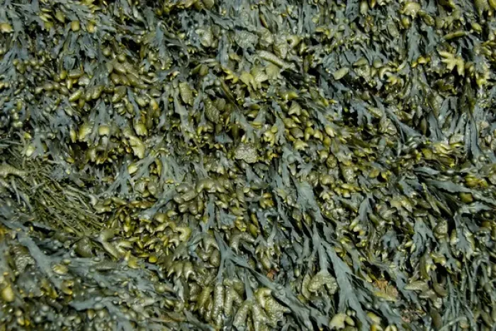 Framed Print : Canada, New Brunswick, Hopewell Cape, Bay of Fundy. Hopewell Rocks at low tide, seaweed Framed Print : Canada, New Brunswick, Hopewell Cape, Bay of Fundy. Hopewell Rocks at low tide, seaweed