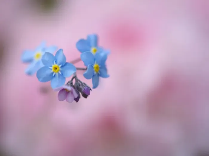 Framed Print : Canada, New Brunswick, Kingston, Shampers Bluff. Close-up of forget-me-not flowers Framed Print : Canada, New Brunswick, Kingston, Shampers Bluff. Close-up of forget-me-not flowers