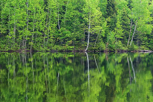 Canada, New Brunswick, Kouchibouguac National Park. Spring forest reflections in lake