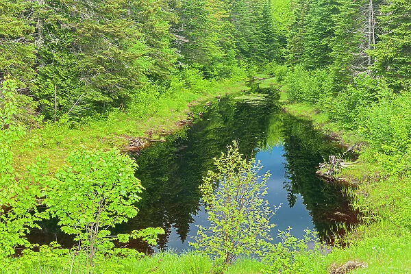 Canada, New Brunswick, Kouchibouguac National Park. Landscape with pond in springtime