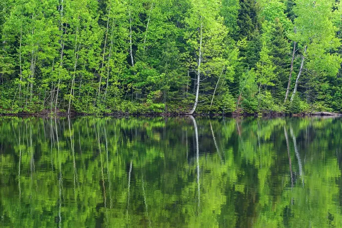 Framed Print : Canada, New Brunswick, Kouchibouguac National Park. Spring forest reflections in lake Framed Print : Canada, New Brunswick, Kouchibouguac National Park. Spring forest reflections in lake