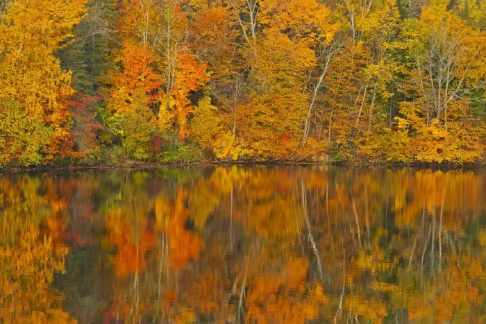 Framed Print : Canada, New Brunswick, Mactaquac. Autumn forest reflected in Saint John River Framed Print : Canada, New Brunswick, Mactaquac. Autumn forest reflected in Saint John River