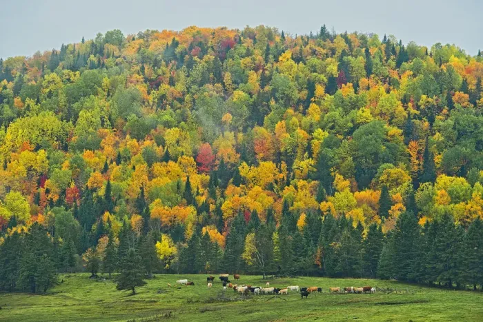 Framed Print : Canada, New Brunswick, Saint-Jacques. Acadian forest in autumn foliage Framed Print : Canada, New Brunswick, Saint-Jacques. Acadian forest in autumn foliage