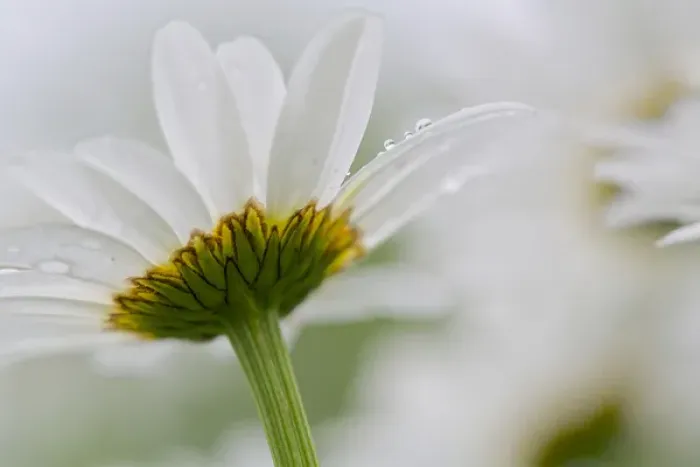 Framed Print : Canada, New Brunswick, Shampers Bluff. Close-up of daisy flower Framed Print : Canada, New Brunswick, Shampers Bluff. Close-up of daisy flower