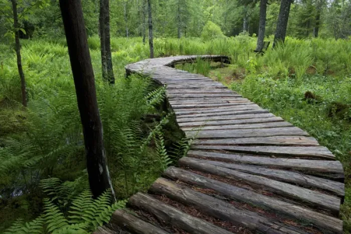 Framed Print : Canada, New Brunswick, Shampers Bluff. Log walkway in forest Framed Print : Canada, New Brunswick, Shampers Bluff. Log walkway in forest